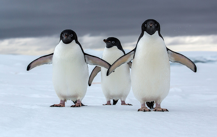 پنگوئن‌های آدلی (Adelie Penguin)، یکی از دو گونه پنگوئن حقیقی قطب جنوب هستند که تغییرات اقلیمی بقای آن‌ها را تهدید می‌کند.