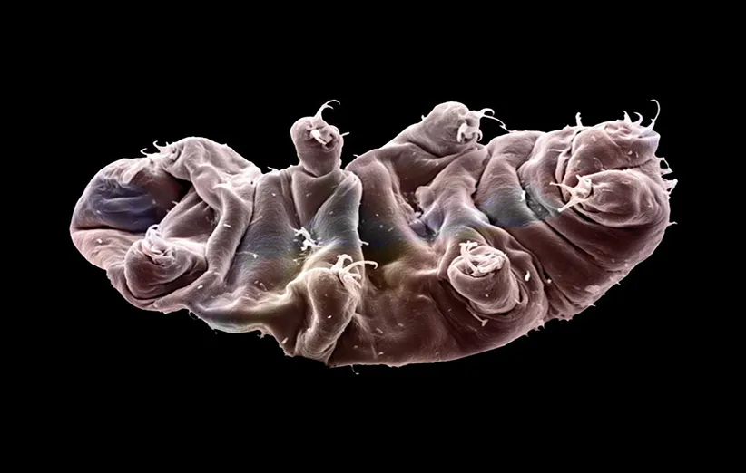 عکس ۳- خرس‌های قطبی در شرایط سخت به خواب می‌روند و این خواب می‌تواند سالیان سال به طول بینجامد.