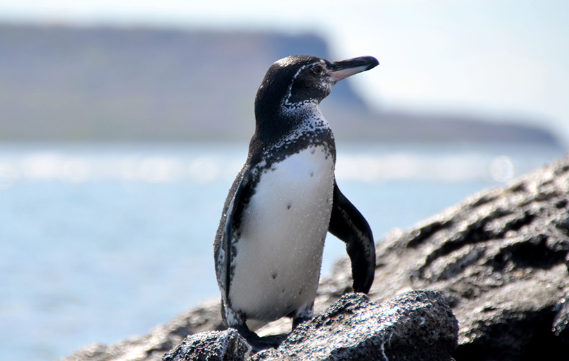 عکس ۳- پنگوئن گالاپاگوس که برای زیستن در نواحی گرم، دستخوش سازگاری‌های آناتومیکی و رفتاری شده است.