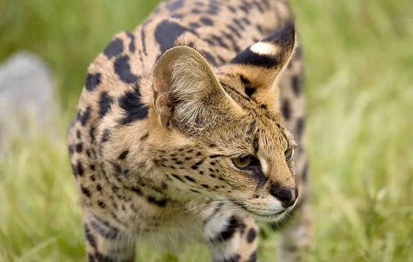 عکس ۳- تصویر یک سروال یا یوزگربه در باغ‌وحش سن‌دیه‌گو