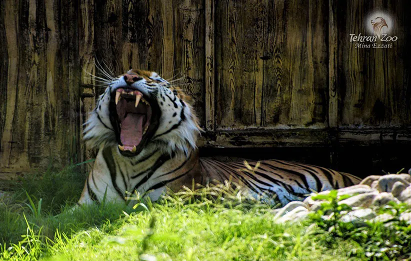 ببر بنگال، عکاس مینا عزتی