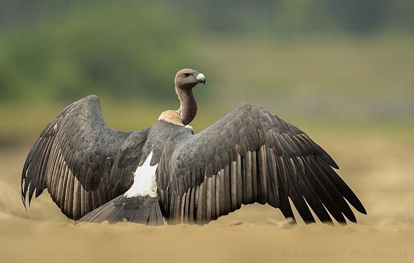 کرکس کفل سیاه (Gyps bengalensis) گونه در معرض خطر انقراض که در هندوستان، پاکستان، نپال، کامبوج، لائوس، تایلند، بوتان، برمه و جنوب ویتنام یافت می‌شود. این گونه در جنوب شرقی ایران و افغانستان هم گزارش شده اما حضورش قطعی نیست