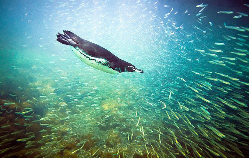 عکس ۴- پنگوئن در معرض خطر گالاپاگوس در حال شنا