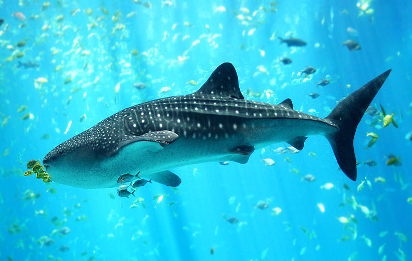 کوسه نهنگی از پلانکتون‌های جانوری و تخم ماهی‌ها تغذیه می‌کند.