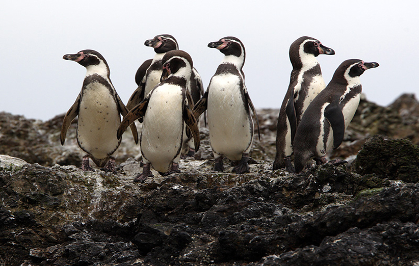  اجتماع پنگوئن‌های هومبولت