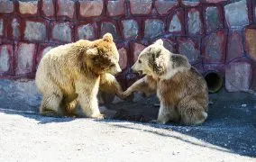 باغ وحش باراجین