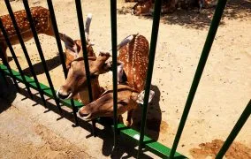 باغ وحش وکیل‌آباد