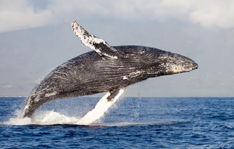 نام این نهنگ به این دلیل گوژپشت است که در زمان آمادگی برای شیرجه، پشت خود را بالا می‌آورد و حتی کج می‌کند و این کار باعث می‌شود که قوز جلوی باله پشتی خیلی بهتر دیده شود.