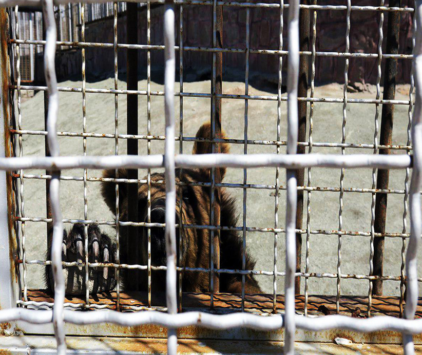 عکس ۱- محل نگهداری خرس‌های قهوه‌ای در باغ‌وحش باراجین
