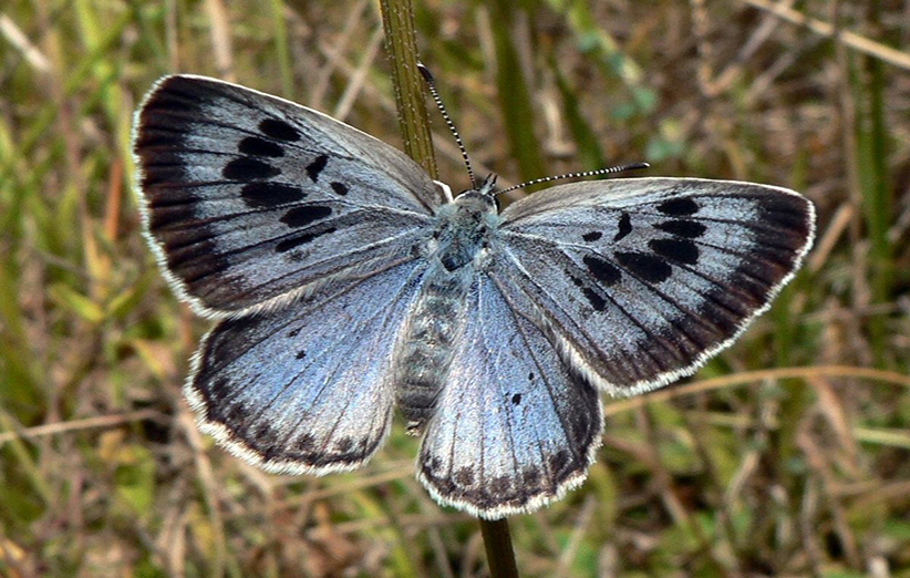  پروانه بالغ آبی بزرگ