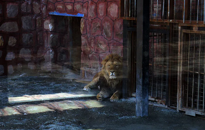 عکس ۱۰- تکیه زدن شیر بر خاک و ستون آهنی