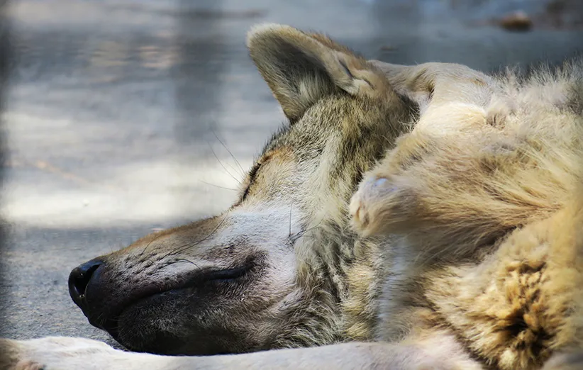 عکس ۲- گرگ خاکستری