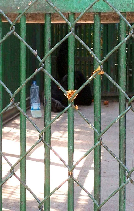 شامپانزه باغ وحش