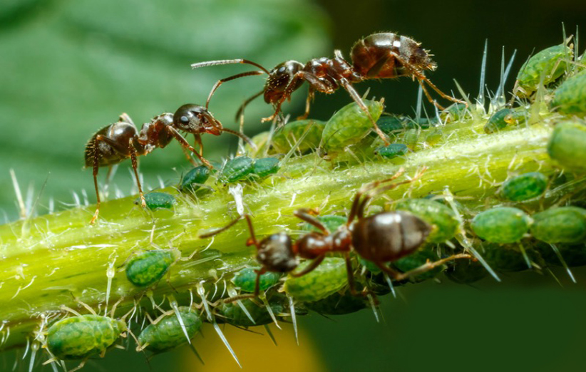 عکس ۲- همزیستی میان مورچه‌ها و شته‌ها