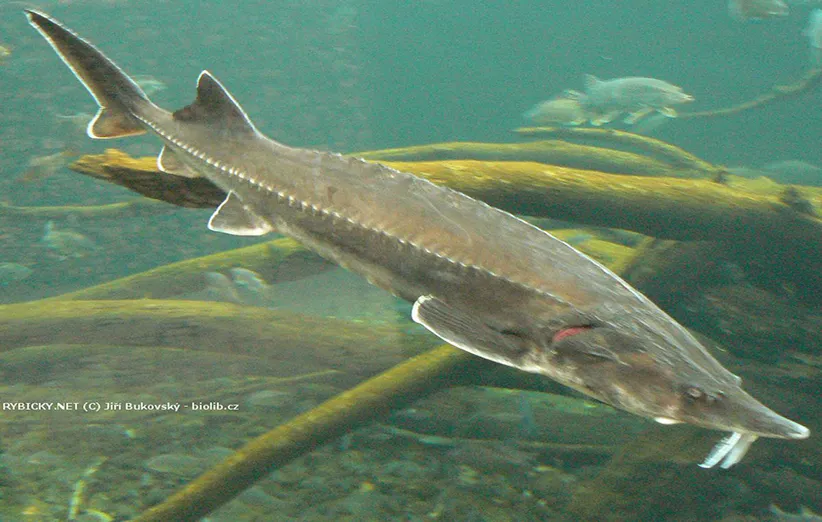 یک گونه از ماهیان خاویاری خزر