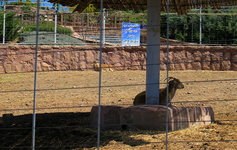 عکس ۳- در بنر پشت سر خوانده می‌شود: «کاشت حدود ۱۵۰ هزار اصله درخت در بوستان باراجین»! چرا حیوانات از سایه محروم‌اند؟
