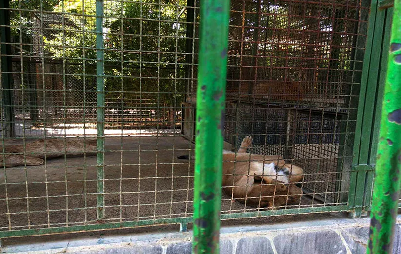 ربه‌سانان باغ‌وحش وکیل‌آباد