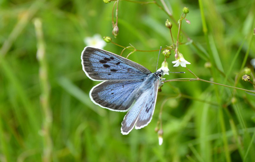 عکس ۳- پروانه‌های بزرگ آبی اغلب در نزدیکی محل تولدشان یافت می‌شوند.