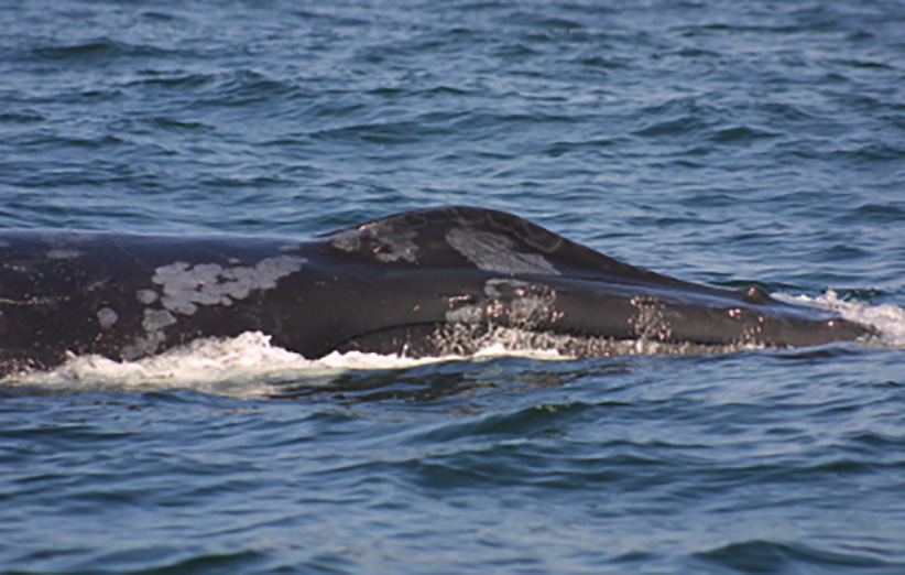 بیماری پوست تتو در نهنگ‌های گوژپشت دریای عرب