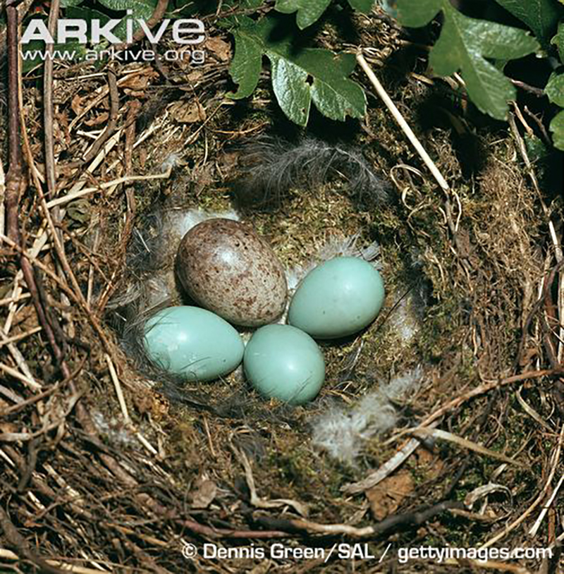 عکس ۴- لانه یک صعوه کوچک که تخم کوکو در آن گذاشته شده، تفاوت تخم‌ها قابل رؤیت است.