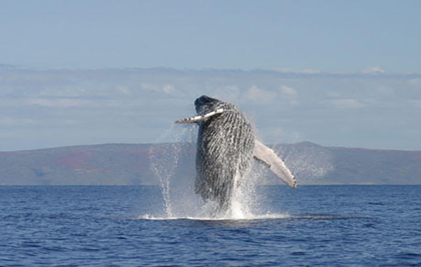 عکس ۴- پشتک وارو(Breaching)  در آب یکی از ویژگی‌های رفتاری منحصربه‌فرد نهنگ‌های گوژپشت است. در این فرآیند، نهنگ تقریبا کل بدن را از آب بیرون می‌کشد و با یک چرخش سریع با پشت به آب شیرجه می‌زند.
