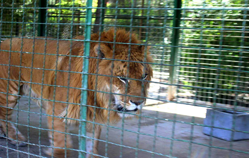 عکس ۵- تایگون باغ‌وحش وکیل‌آباد مشهد