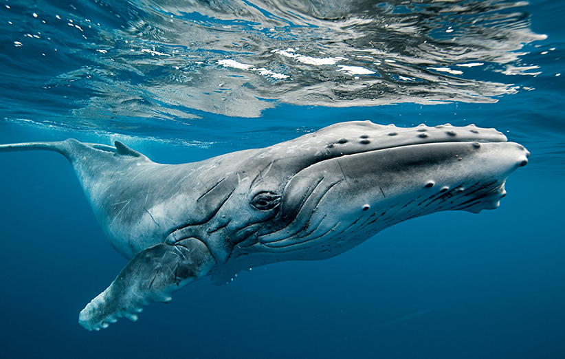 عکس ۵- نهنگ‌های گوژپشت نسبت به سایر اعضای خانواده رورکوال‌ها یا بزرگ‌باله‌ای‌ها، اجتماعی‌تر هستند و به‌ندرت تنها دیده می‌شوند.