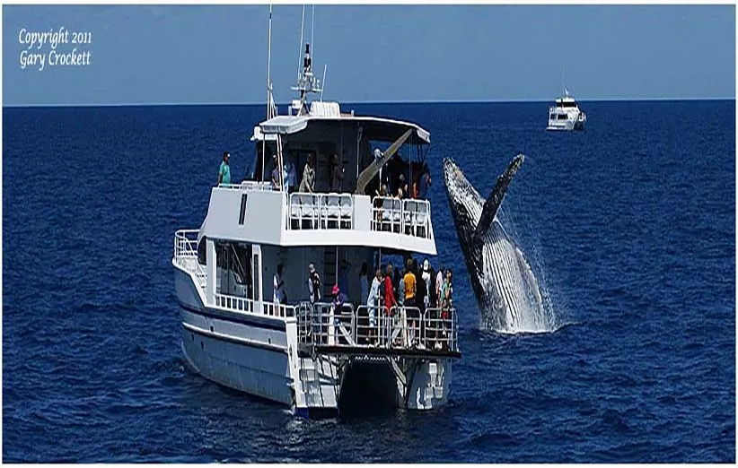 عکس ۷- نمایش نهنگ گوژپشت جلوی چشمان گردشگران طبیعت