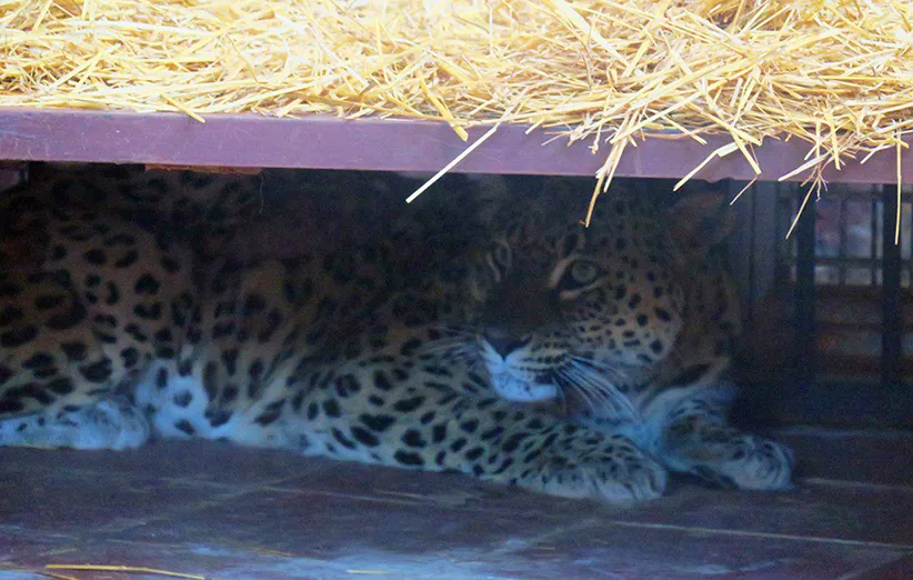  عکس ۸- پلنگ ماده رودسر که در تله گراز به دام افتاده بود، ۴ ماه پس از عمل   