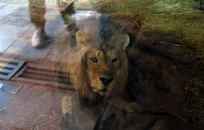 عکس ۹- رایان شیر نر باغ‌وحش باراجین