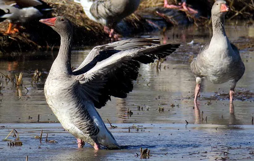 فریدون کنار