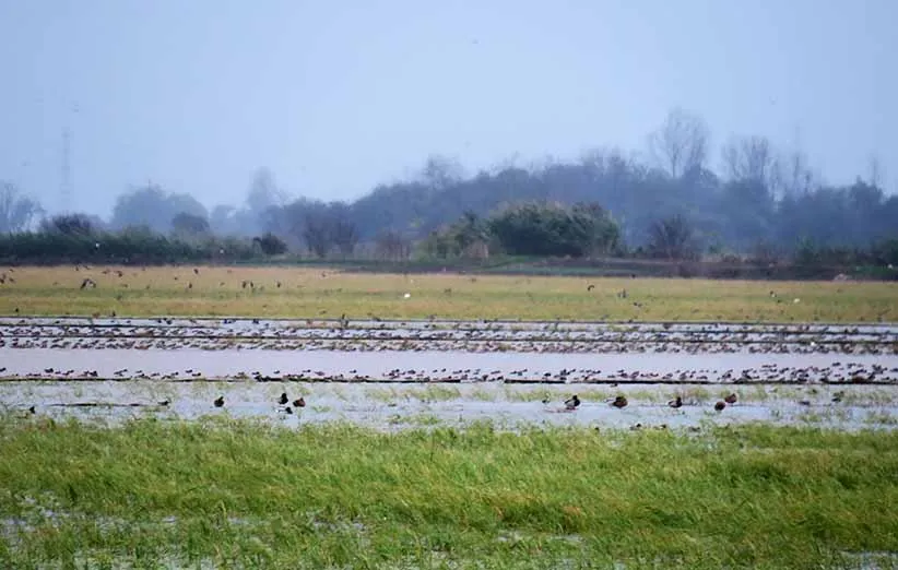 شهرستان فریدون‌کنار