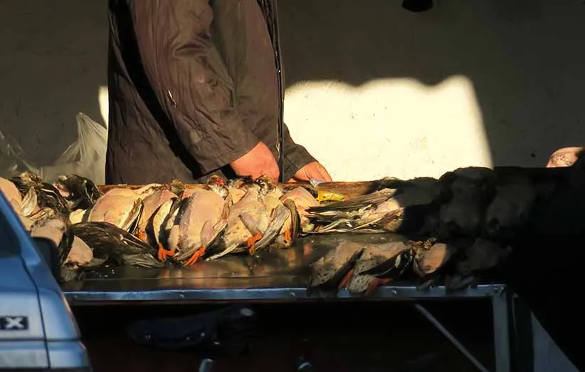 تالاب فریدونکنار