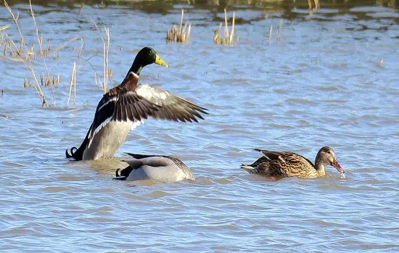 پارک جزیره فریدونکنار