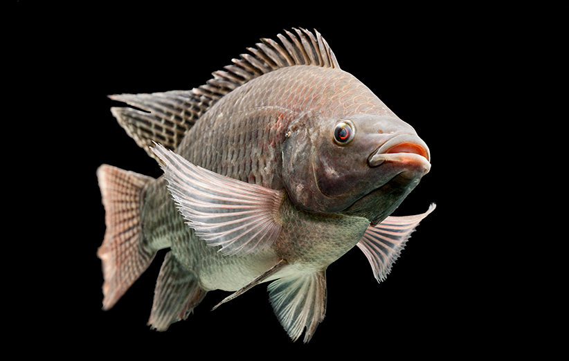 ماهی تیلاپیلا نخورید