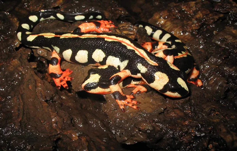 سمندر کوهستانی