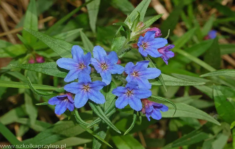 گاوزبانیان