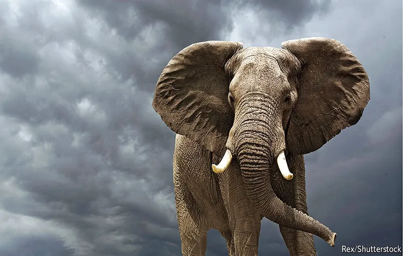 دندان‌های فیل‌