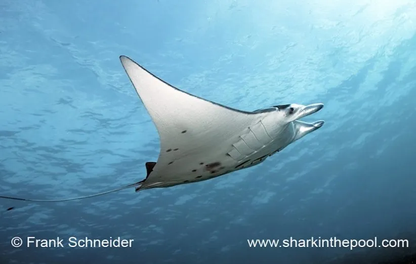 نام انواع نهنگ ها