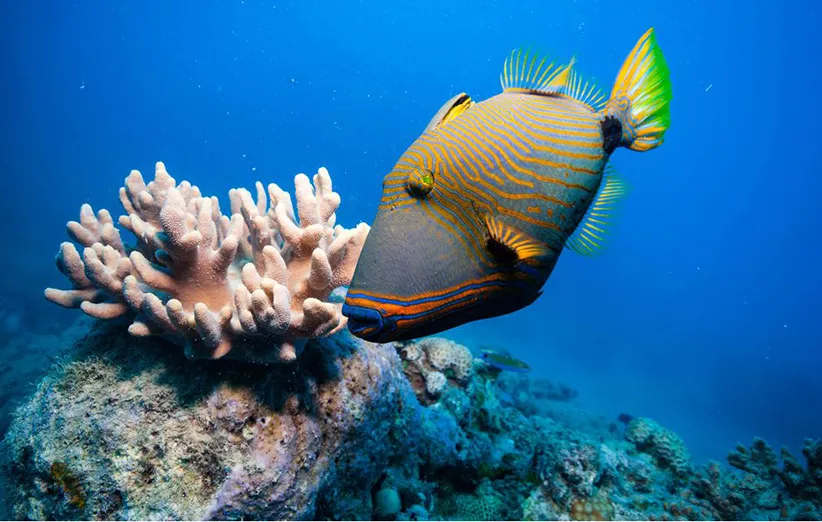 جزیره ایران