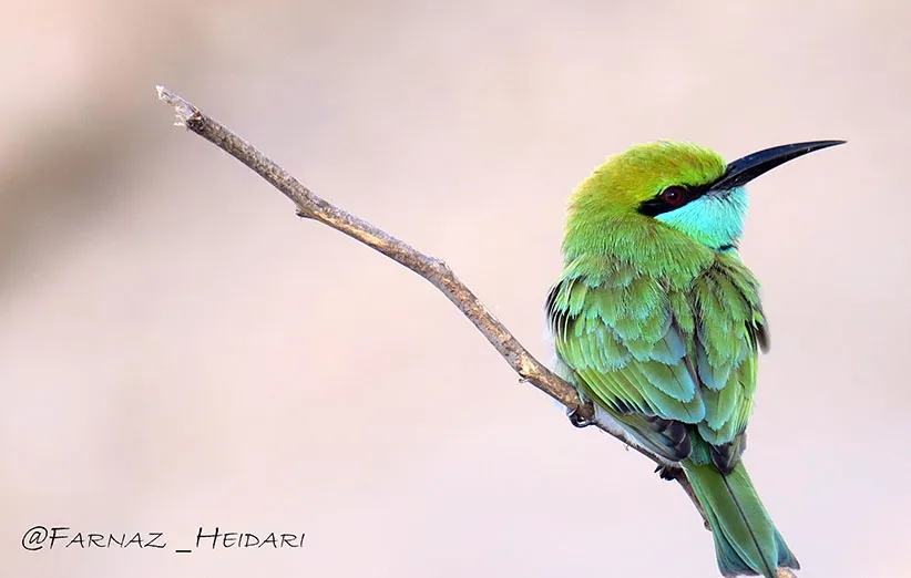 پرندگان شهری