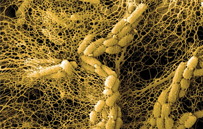 منابع انسانی وزارت نفت