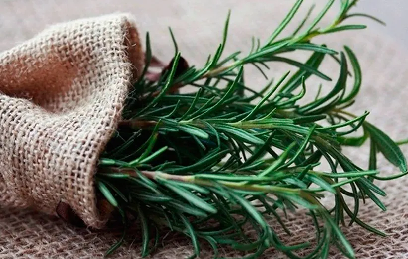 خواص رزماری