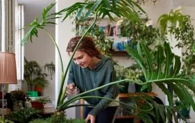 فواید نگهداری از گیاهان در منزل