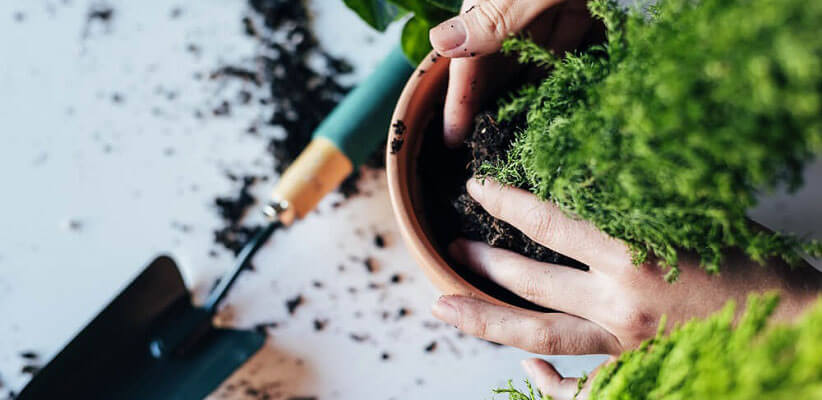 Benefits of Plants 7 - ۴ فایده مهم نگهداری از گیاهان در منزل
