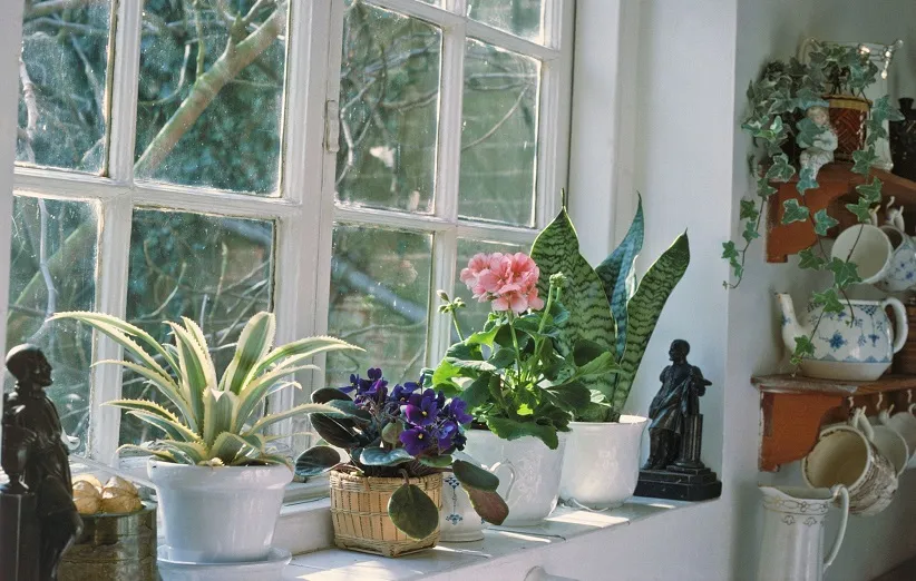 گیاهان خانگی