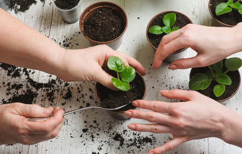 کود گیاهی چیست