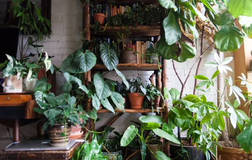 گیاهان آپارتمانی