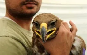 پیامک زدن عقاب از ایران