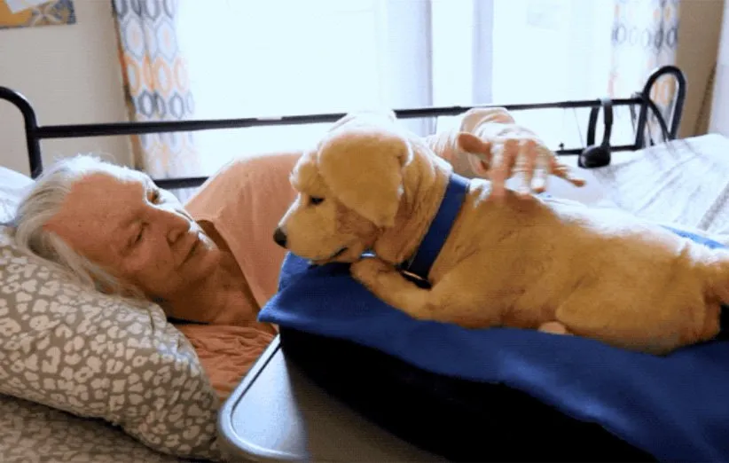 توله سگ هوشمند